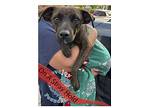 Hershey, Terrier (unknown Type, Small) For Adoption In Inglewood, California