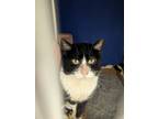Moses, Domestic Shorthair For Adoption In Eau Claire, Wisconsin