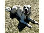 Frankie, Maremma Sheepdog For Adoption In Edmonton, Alberta