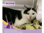 Scoob, Domestic Shorthair For Adoption In Eighty Four, Pennsylvania