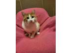 Benny, Domestic Shorthair For Adoption In Wausau, Wisconsin