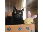 Onyx, Domestic Shorthair For Adoption In West Vancouver, British Columbia