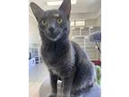 Waverly, Domestic Shorthair For Adoption In Port Mcnicoll, Ontario