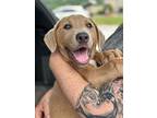S'mores, Labrador Retriever For Adoption In W. Windsor, New Jersey