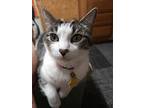 Katie, Domestic Shorthair For Adoption In Powell, Ohio