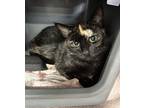 Daffodil, Domestic Shorthair For Adoption In Mount Holly, New Jersey