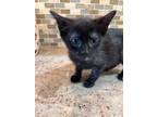 Abigail, Domestic Shorthair For Adoption In Mount Holly, New Jersey