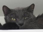 Nimbus, Domestic Shorthair For Adoption In Mount Holly, New Jersey