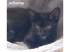 Shemp, Domestic Shorthair For Adoption In Oviedo, Florida