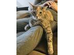 Noelle, Domestic Shorthair For Adoption In Mount Holly, New Jersey