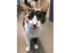 Belle, Domestic Shorthair For Adoption In North Brunswick, New Jersey