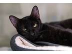Carly, Domestic Shorthair For Adoption In Berkeley, California