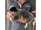 Australian Cattle Dog Puppy for sale in Jefferson, SC, USA
