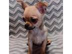 Chihuahua Puppy for sale in Endwell, NY, USA