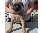 Cane Corso Puppy for sale in Endicott, NY, USA