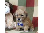 Bichon Frise Puppy for sale in Fresno, OH, USA