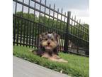 Yorkshire Terrier Puppy for sale in Fresno, OH, USA