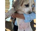 Mutt Puppy for sale in Douglas, AZ, USA