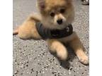 Pomeranian Puppy for sale in Cypress, TX, USA