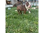 Boston Terrier Puppy for sale in Rialto, CA, USA