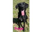 Adopt FREYA a German Shepherd Dog, Mixed Breed