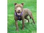 Adopt BABY BELUGA a Shar-Pei