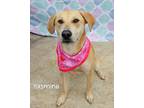 Adopt Yasmine a Labrador Retriever