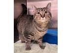 Adopt Noodle a Domestic Short Hair