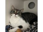 Adopt LIA a Domestic Short Hair