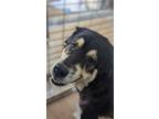 Adopt Lacey a Great Pyrenees, Mixed Breed