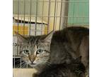 Adopt Doja Cat a Domestic Medium Hair