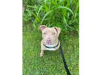 Adopt RAMSEY a Pit Bull Terrier