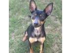 Adopt Ears a Miniature Pinscher, Terrier