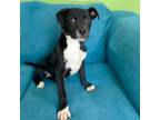 Adopt Primrose a Labrador Retriever, Border Collie