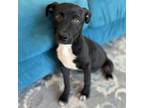 Adopt Petunia a Labrador Retriever, Border Collie