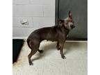 Adopt Becky a Blue Lacy