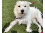 Adopt NYX a West Highland White Terrier / Westie