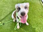 Adopt GENNY a Pit Bull Terrier