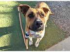 Adopt MAMA MIA a Pit Bull Terrier