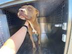 Adopt PIPER a Pit Bull Terrier