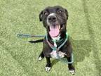 Adopt MARCELINE a Pit Bull Terrier, Mixed Breed