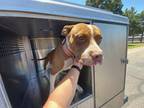 Adopt PENNY a Pit Bull Terrier