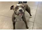 Adopt POP TART a Staffordshire Bull Terrier, Mixed Breed