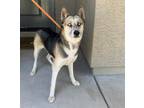 Adopt ELENA a Siberian Husky, Mixed Breed