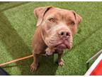 Adopt LILITH a American Staffordshire Terrier, Mixed Breed