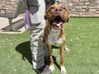 Adopt TIFF a Pit Bull Terrier, Mixed Breed