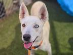 Adopt CHAI a Siberian Husky