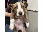 Adopt Piglet a Pit Bull Terrier