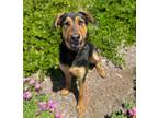 Adopt Iris a German Shepherd Dog, Rottweiler