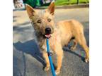 Adopt ARIES a Airedale Terrier, Mixed Breed